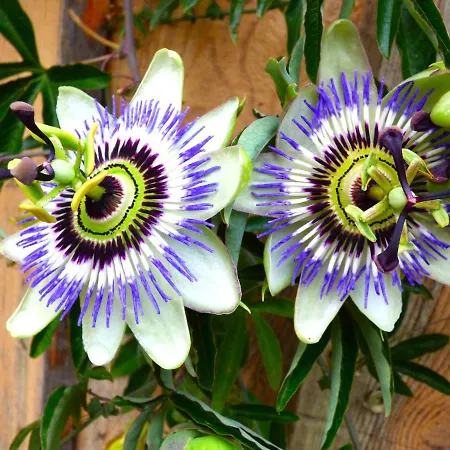 Domaine Du Balbuzard Condat-en-Combraille